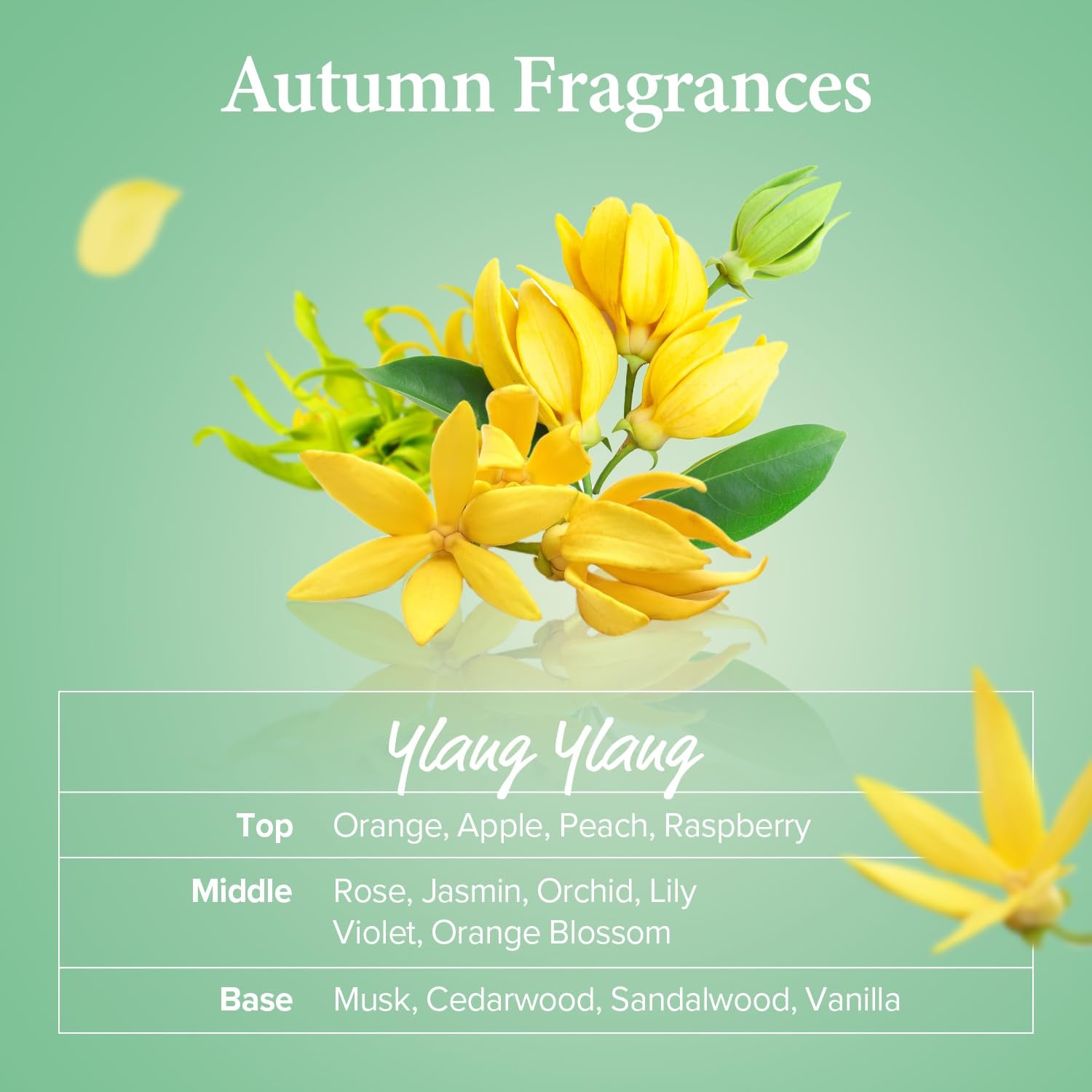 Honey & Macadamia Shampoo [Ylang Ylang] Korean Perfume Shampoo Damage Repair Strengthen, Nourish Dry, with Honey, Argan Oil, Macadamia Oil, Free Paraben & Sulfate 10.14 Fl Oz